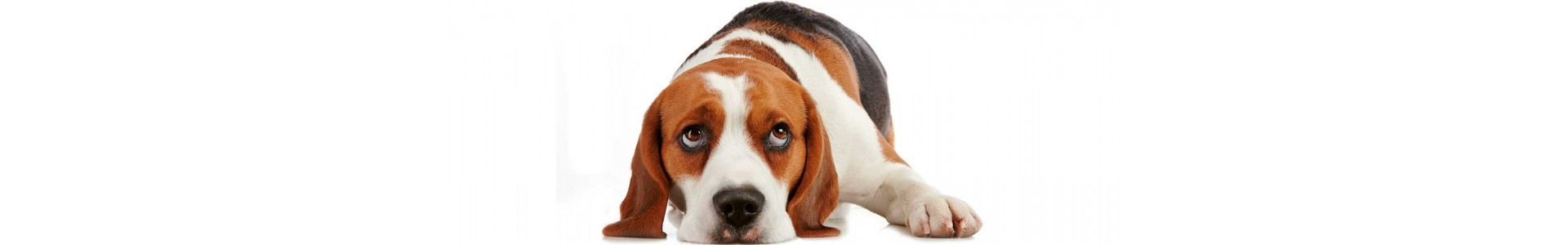 ▷ Juguetes comida collares y piensos para perros baratos con descuento