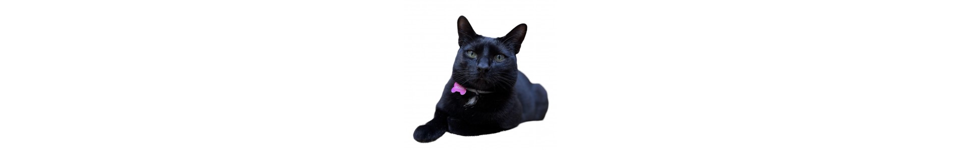 ▷ Juguetes comida collares y piensos para gatos baratos con descuento
